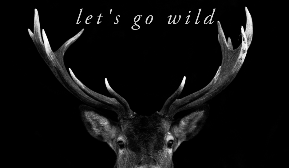 ... Let's go WIld  ...